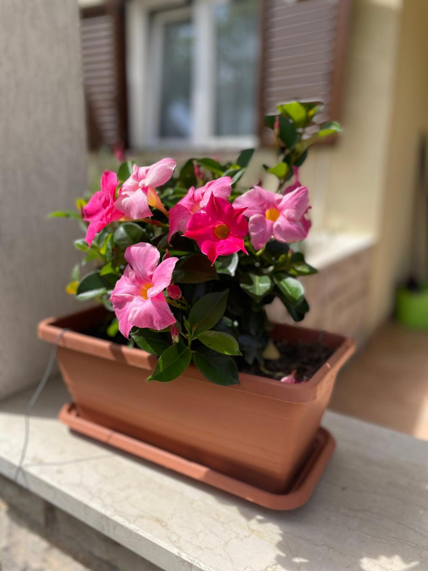 Apartmani Darko روفينج المظهر الخارجي الصورة